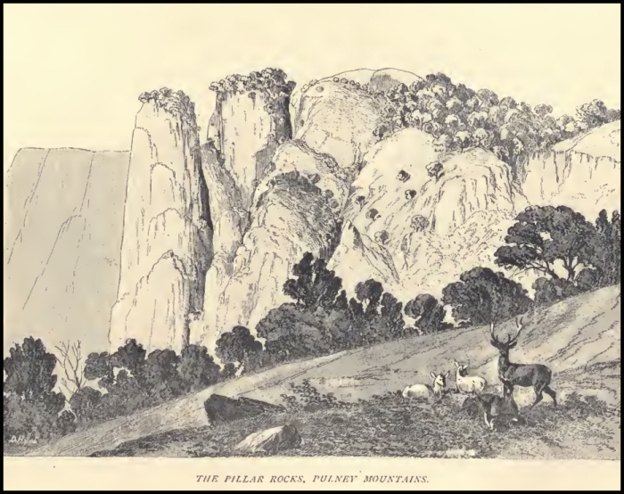Pillar Rocks by Douglas Hamilton (mid 19th Century). The angle to get this view is now wooded with non native plantation trees. Sambar deer, meanwhile, are making a comdback int he Palanis after years of poaching decimated their populations.