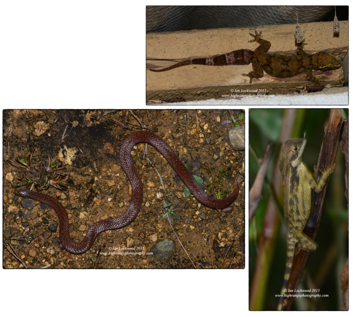 Endemic reptiles from the Central Highlands. Clockwise from top: A bent-toe gecko from a toilet in Belihuloya (species awaiting confirmation). The Rhinoceros Horned Lizard (Ceratophora stoddartii) from cloud forest near Nuwara Eliya. Aspidura trachyprocta from the entrance of HPNP.