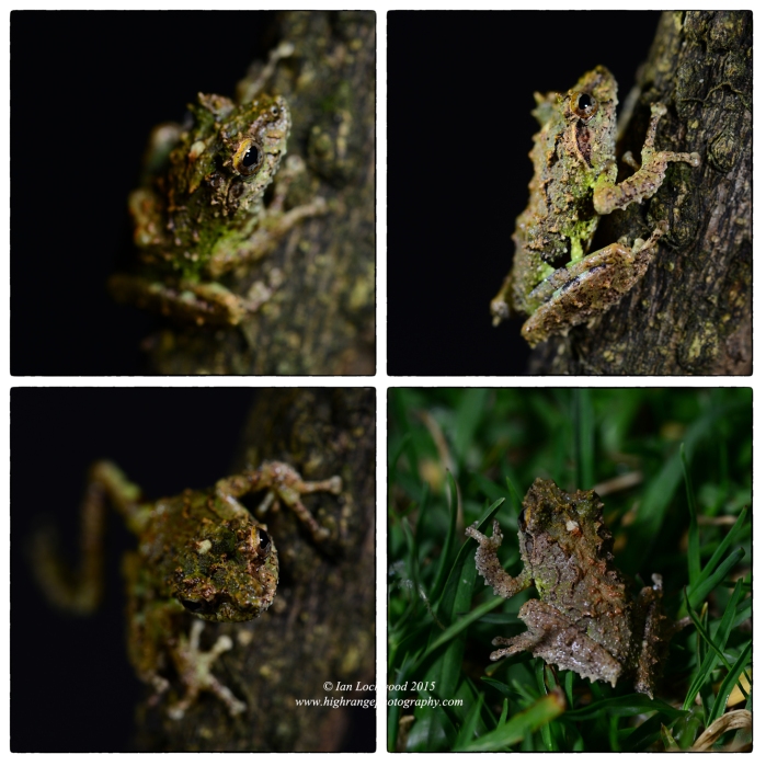 Study of an endemic  shrub frog () found in the Maha Eliya dormitory toilet.