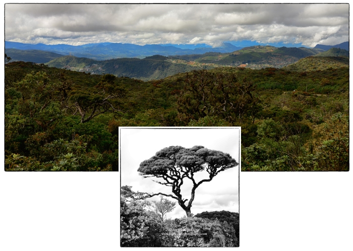 Cloud forest on Pidurutalagala: An appreciation.
