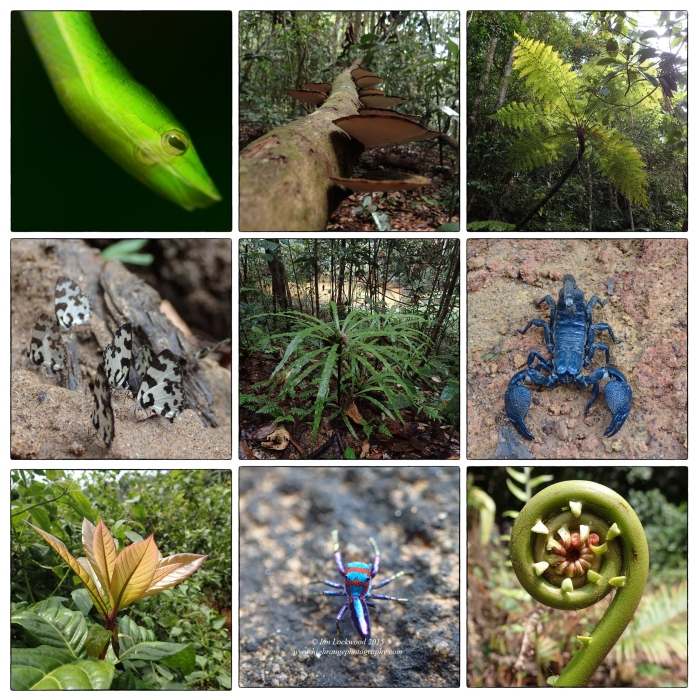 A cacophony of diversity: Snapshots of Sinharaja's flora & fauna from the May 2014 IA field study.