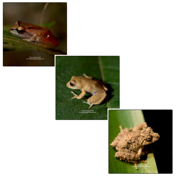 Several different shrub frogs including Pseudophillauts sp. and others (to be updated shortly) from the Nuwara Eliya nocturnal frog walk.