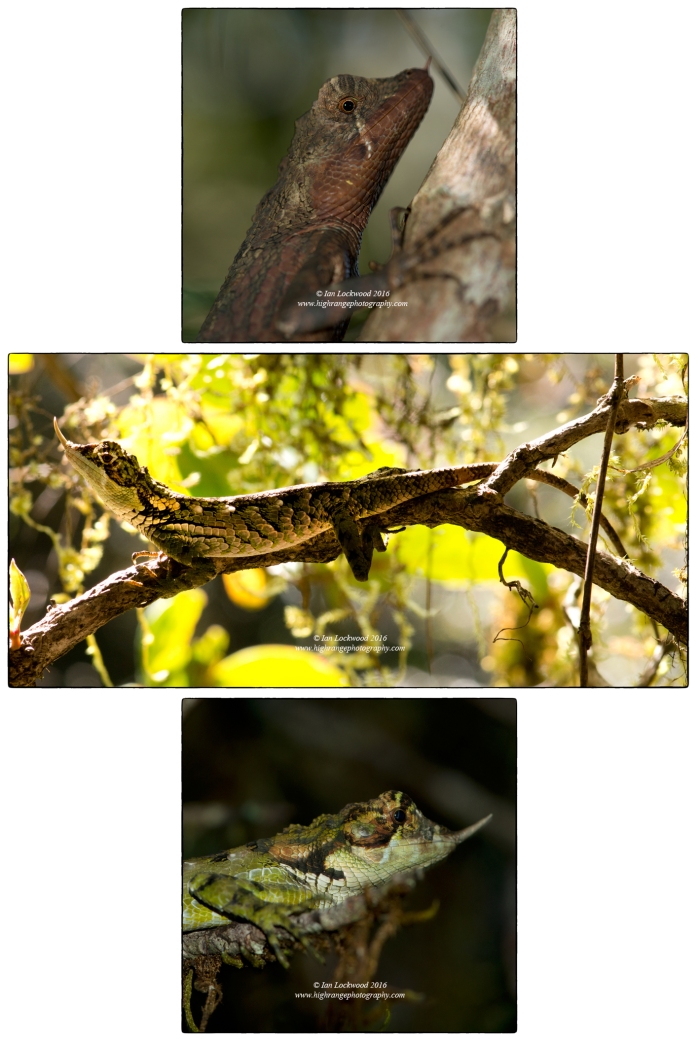 The Rhino Horned Lizard (Ceratophora stoddartii), an edemic cloud forest species from Sri Lanka’s Central Highlands. This female (top image) and male (middle and lower image) were photographed in Horton Plains National Park where their populations are stable though not always easily seen.