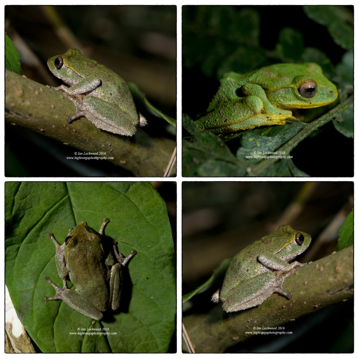 A study of Pseudophillauts femoralis, a rare endemic shrub frog from Sri Lanka’s cloud forest. All females except the bright green male in the upper right. Identification courtesy of Ishanda Senevirathna of St. Andrew’s. Kamilla found the male that is photographed here and the MYP5 students helped with holding lights.