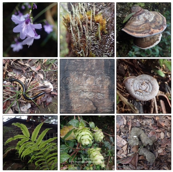 Collage of low res snapshots taken of life forms and waste on the trail to Sri Pada during the DP1 ES&S field study there in December 2015.
