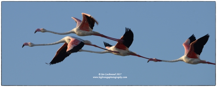 Flight of Greater flamingos (P roseus) at Vankalai Sanctuary near Mannar.
